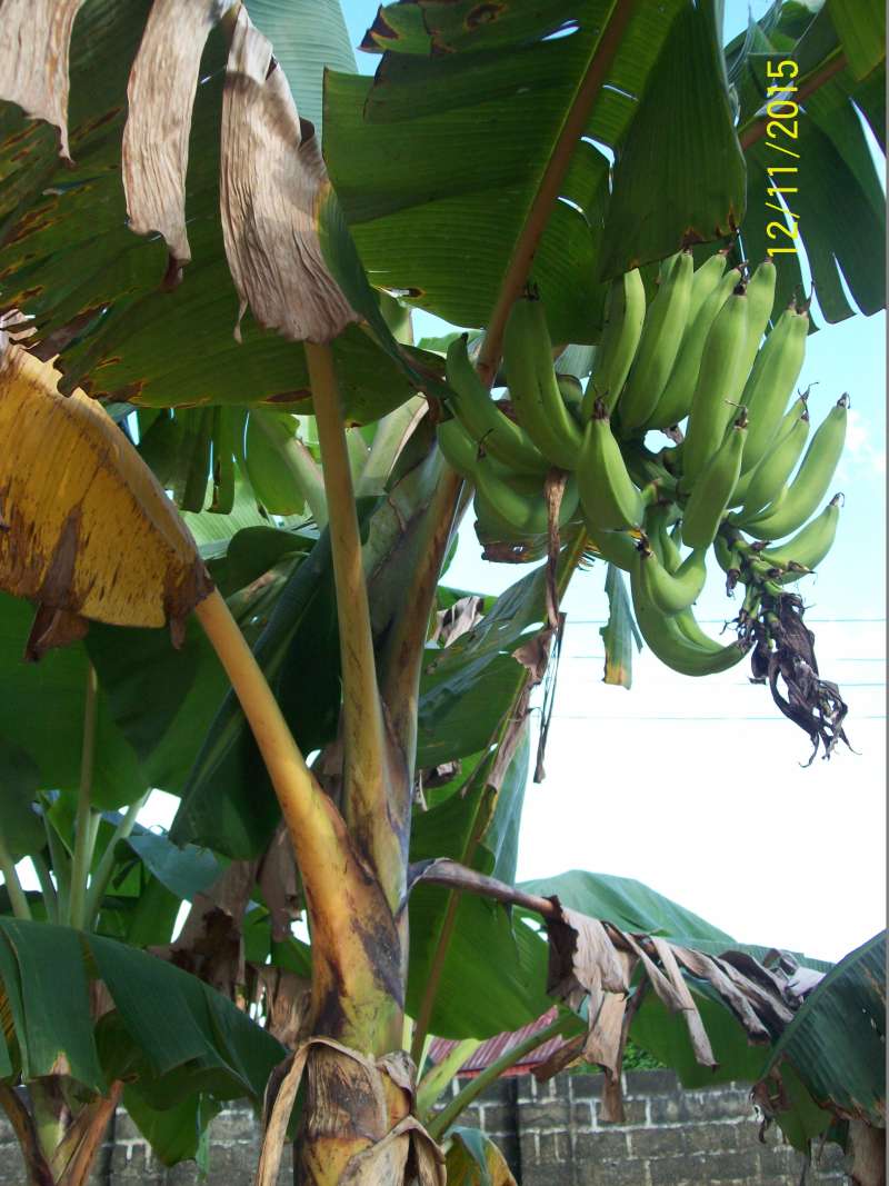 Fruits on Tree<br>(Location of Picture: Akwa Ibom, SW Nigeria, Dec. 2015)