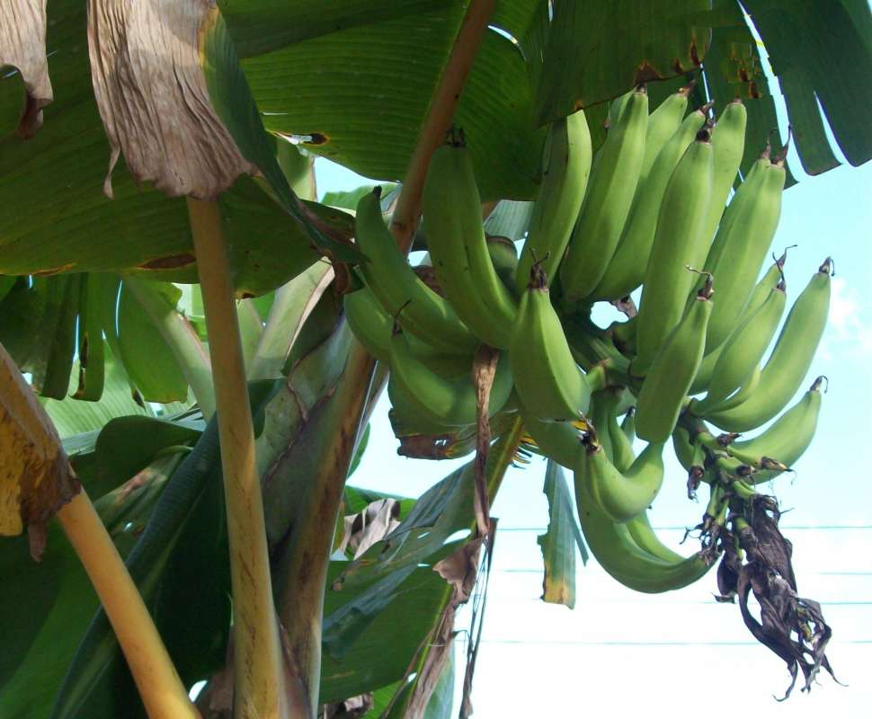 Close Viw Fruits on Tree<br>(Location of Picture: Akwa Ibom, SW Nigeria, Dec. 2015)