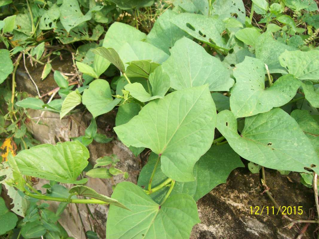 Leaves<br>(Location of Picture: Akwa Ibom, SW Nigeria, Dec. 2015)