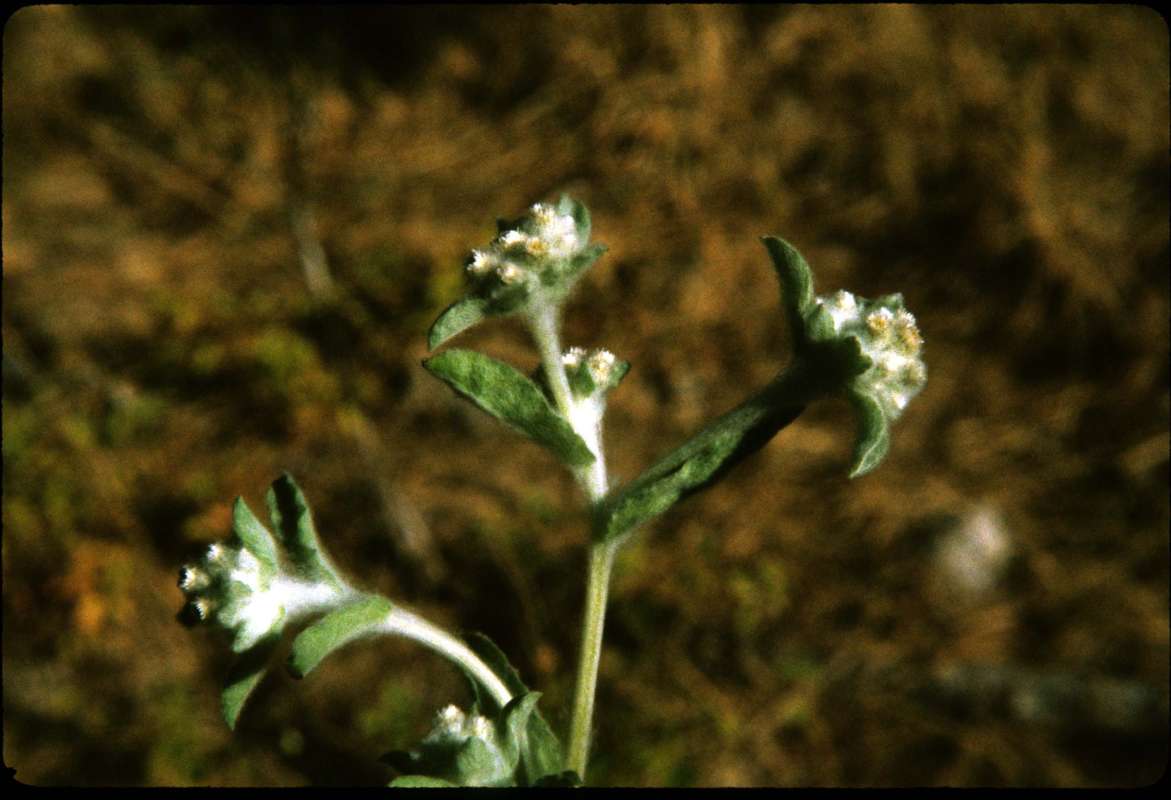 Top Of Plant in  Bloom<br>(Location of Picture: Smith Lake, Washington, USA)