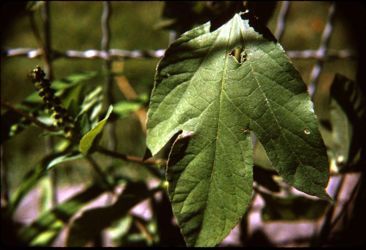 Leaf<br>(Location of Picture: Okanogan, Washington, USA)
