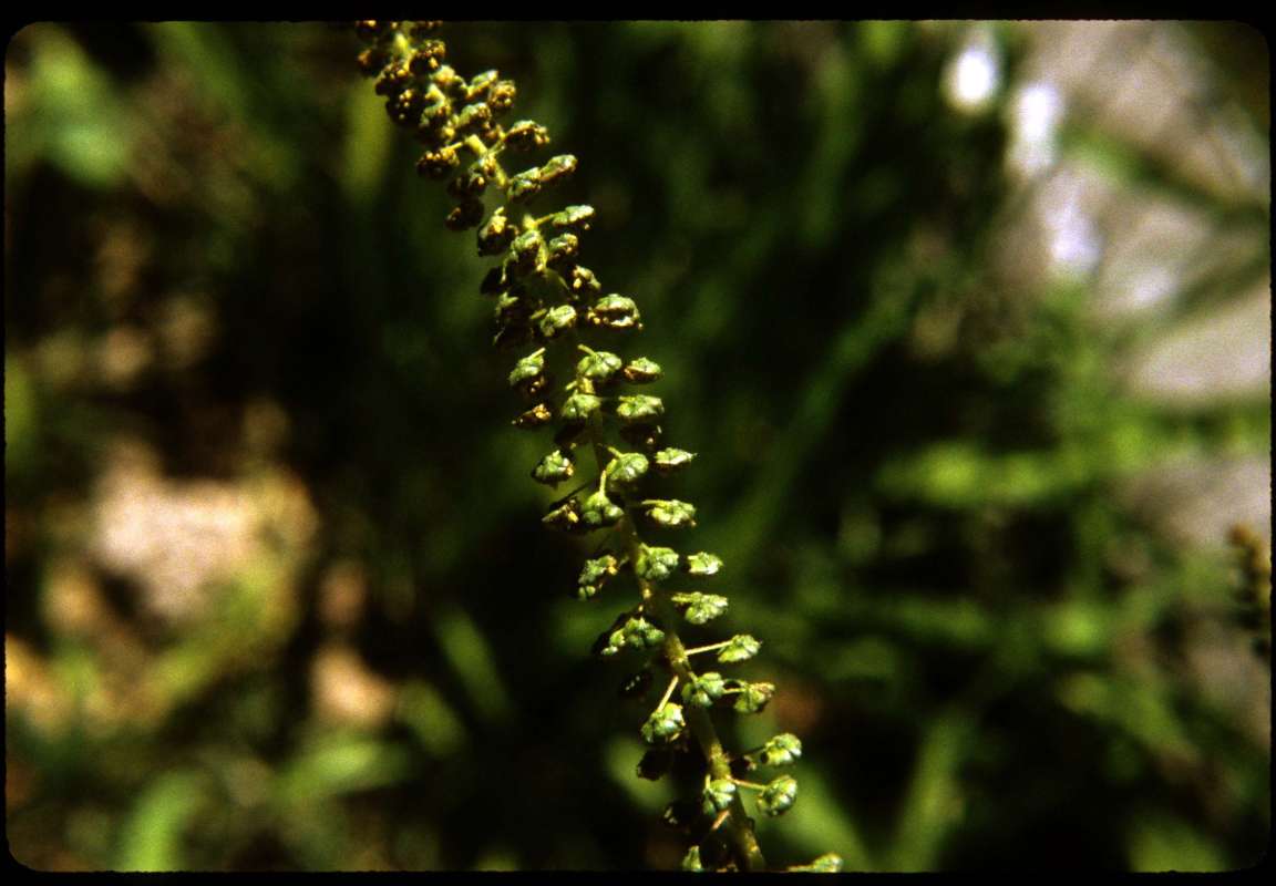 Raceme - Side View<br>(Location of Picture: Okanogan, Washington, USA)