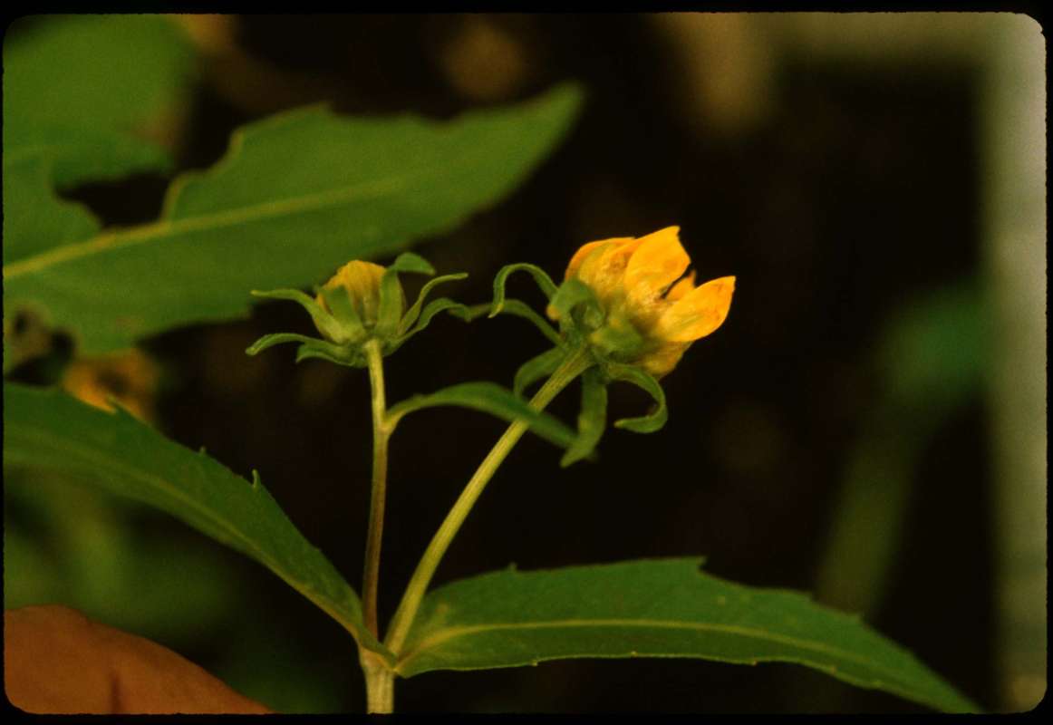Top Of Plant in  Bloom<br>(Location of Picture: Smith Lake, Washington, Prior 1999)