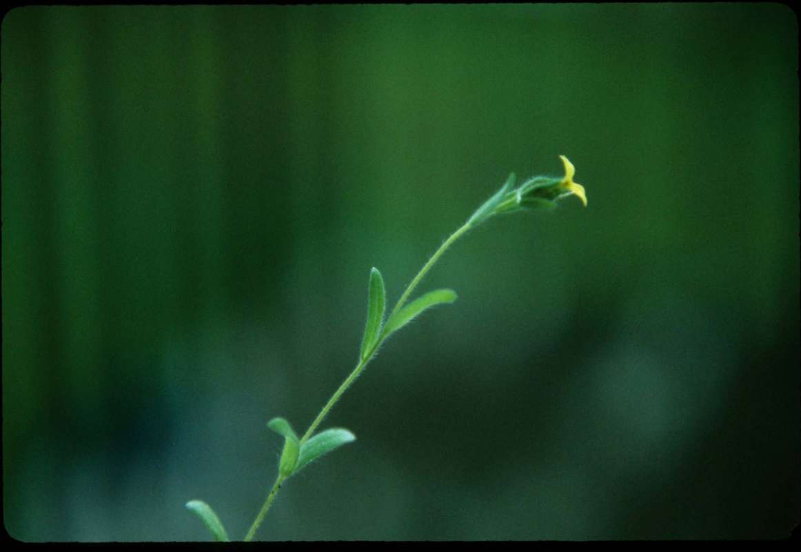 Top Of Plant in  Bloom<br>(Location of Picture: Conconully, Wa, USA, July 2000)