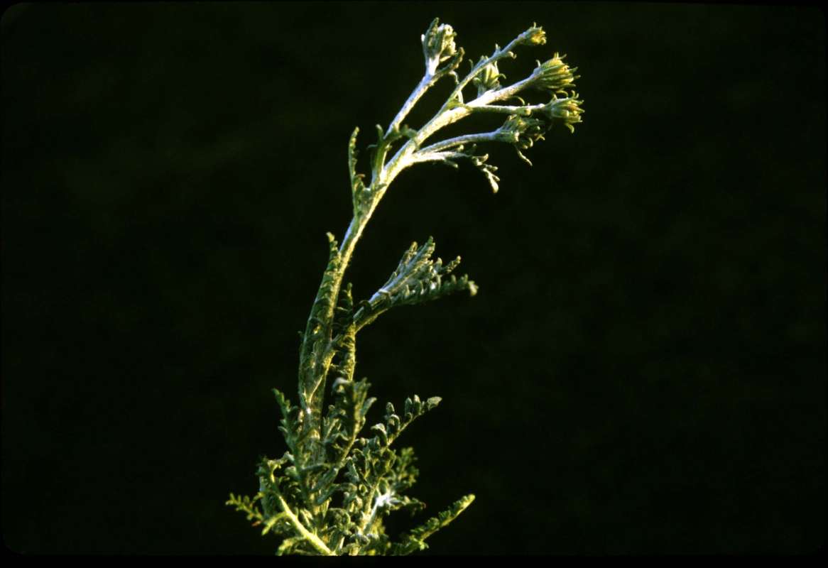 Top Of Plant in  Bloom<br>(Location of Picture: Booher Lake, Washington, USA)