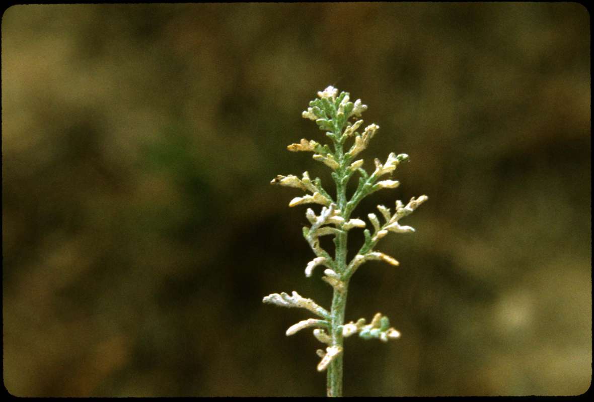 Stem and Leaves<br>(Location of Picture: Fish Lake, Washington, USA)