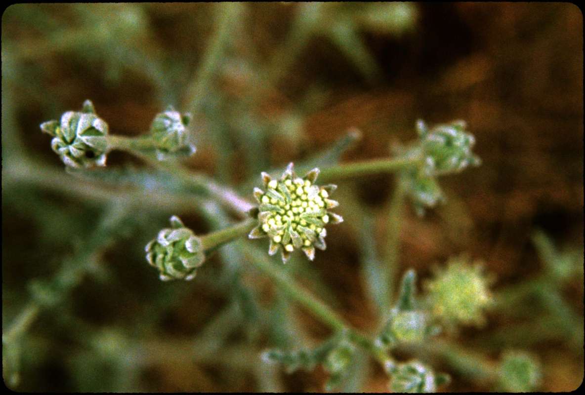 Head - Top View<br>(Location of Picture: Fish Lake, Washington, USA)