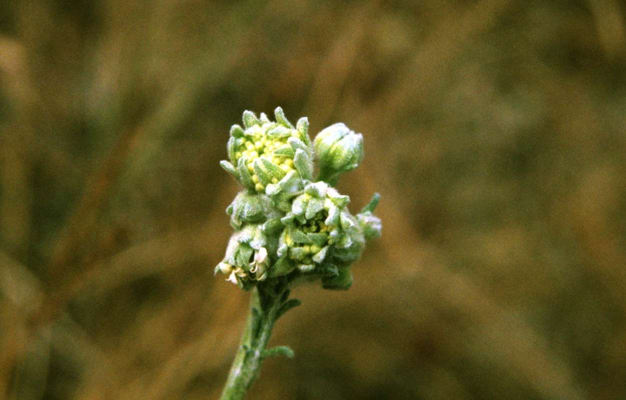 Head - Close View<br>(Location of Picture: Fish Lake, Washington, USA)