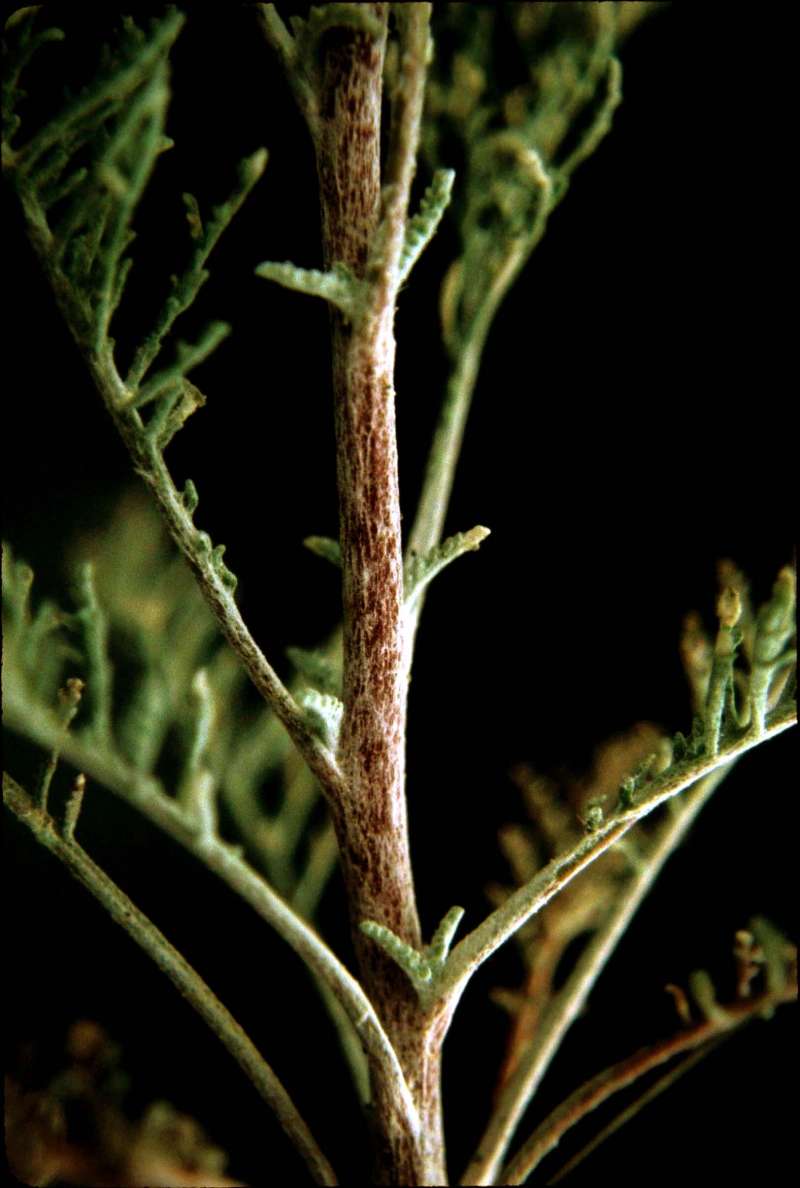 Stem<br>(Location of Picture: Fish Lake, Washington, USA)