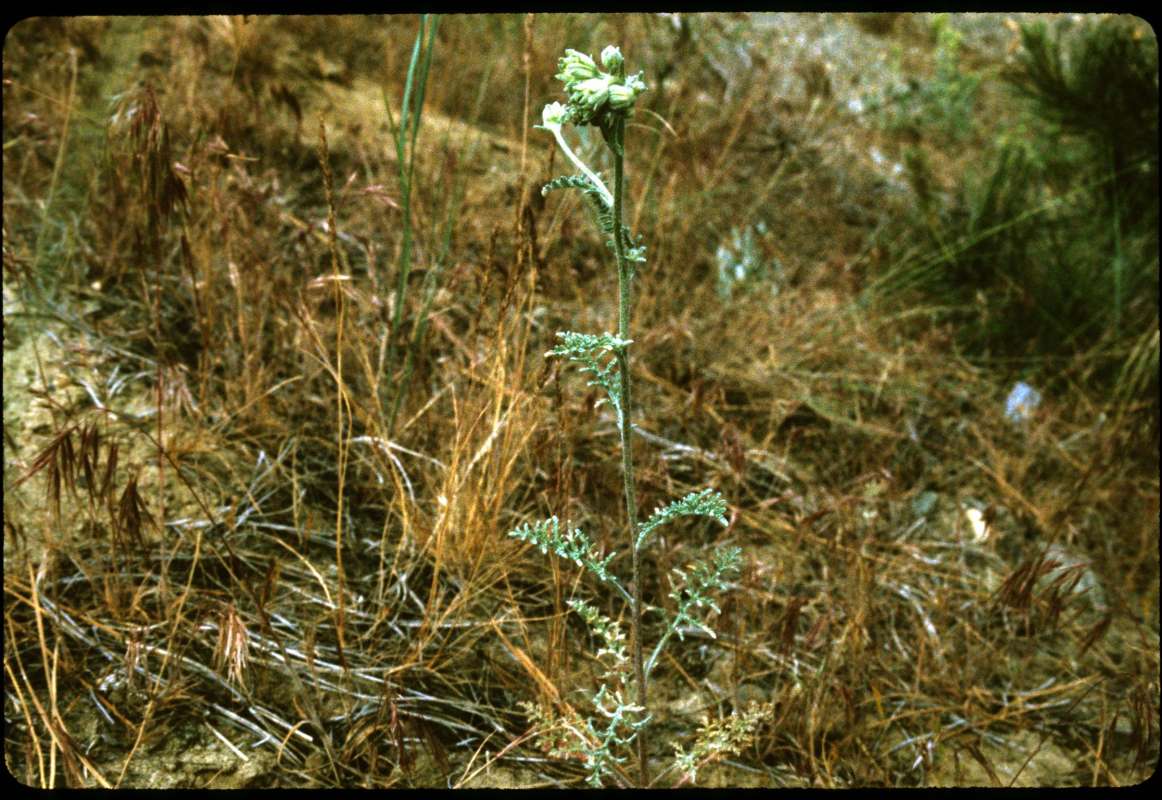 Habitat<br>(Location of Picture: Fish Lake, Washington, USA)