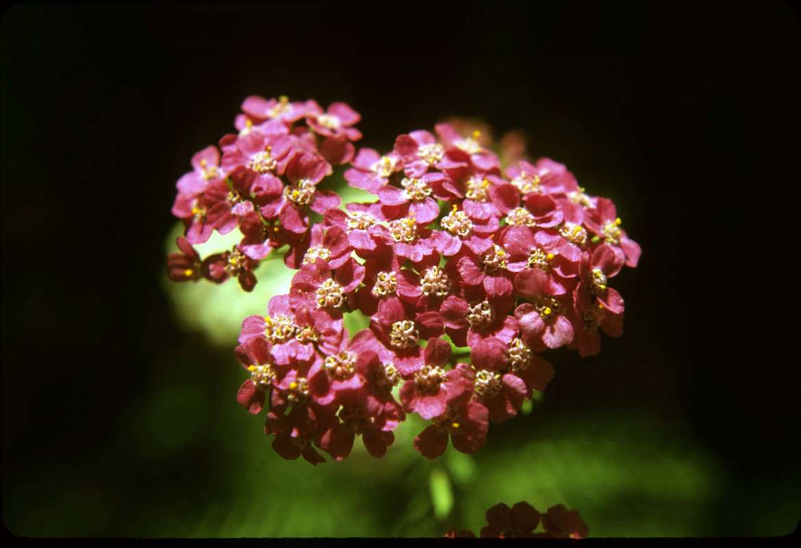 Red Flower Head<br>(Location of Picture: Okanogan, Washington, USA)