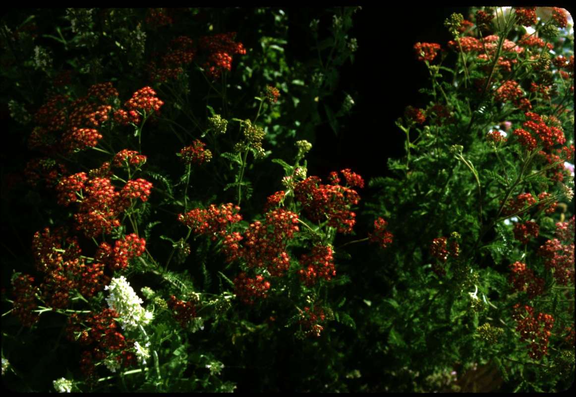 Garden View<br>(Location of Picture: Twisp, Washington, USA)