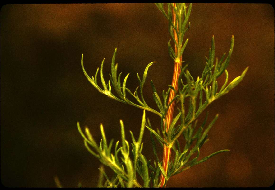 Stem and Leaves<br>(Location of Picture: Wenatchee, Washington, USA)