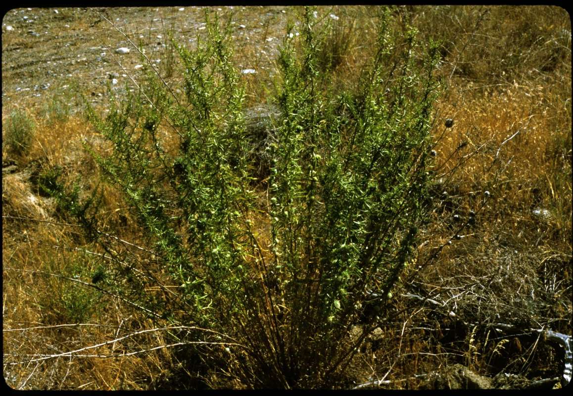 Silhouette in  Habitat<br>(Location of Picture: Okanogan, Washington, USA)