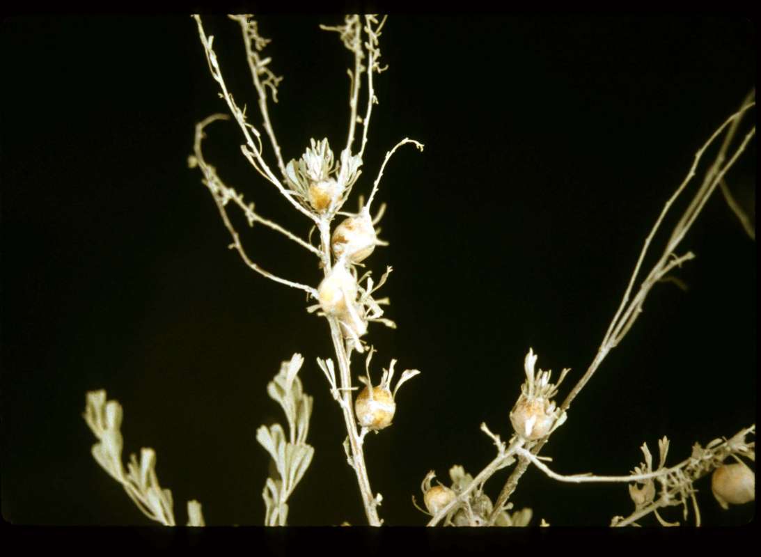 Top Of Plant in  Bloom<br>(Location of Picture: Okanogan, Washington, USA)