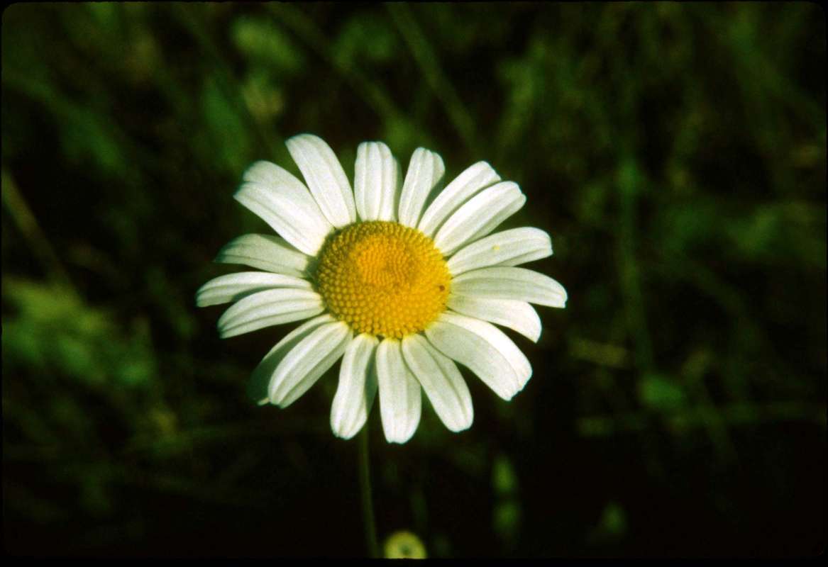 Flower - Front View<br>(Location of Picture: Grant Woods, Illinois, USA)