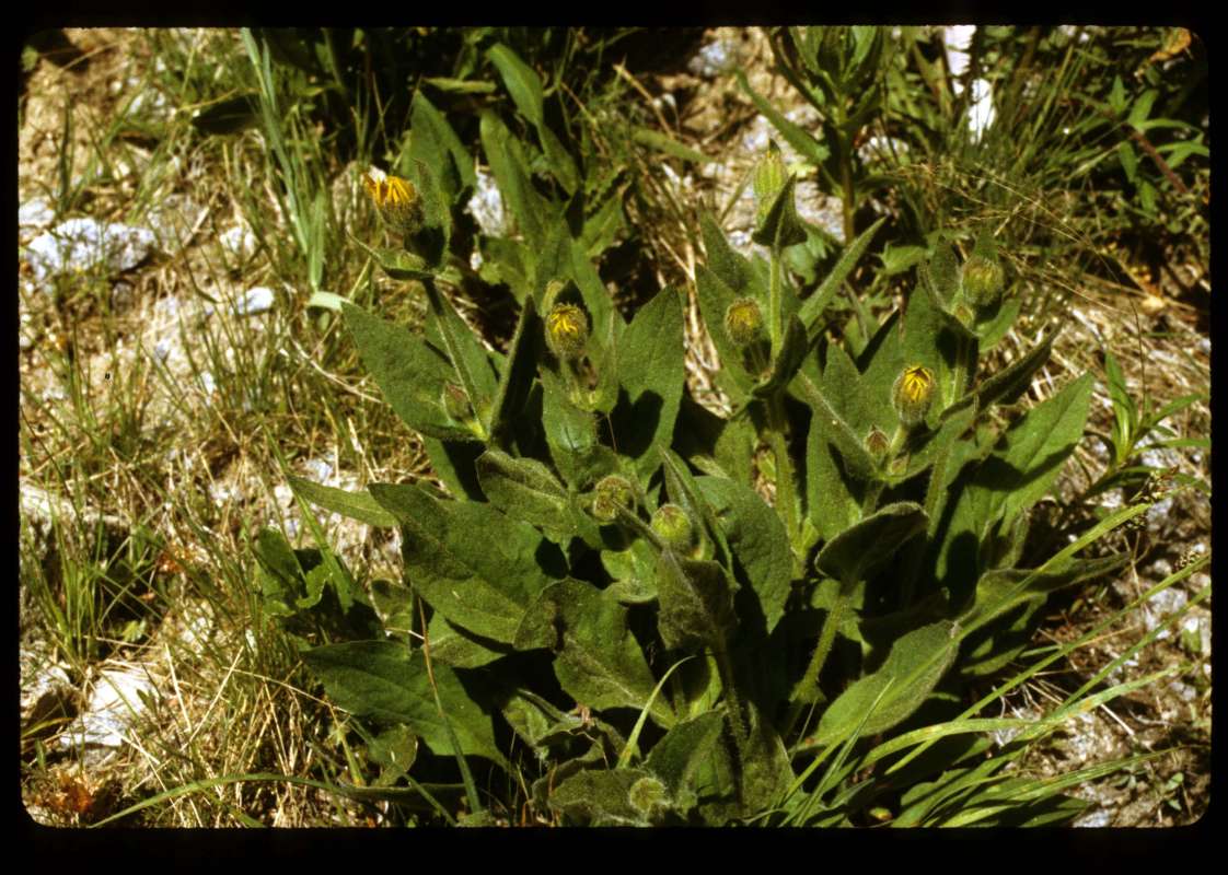 Habitat<br>(Location of Picture: 30 Mile Meadow, Washington, USA)