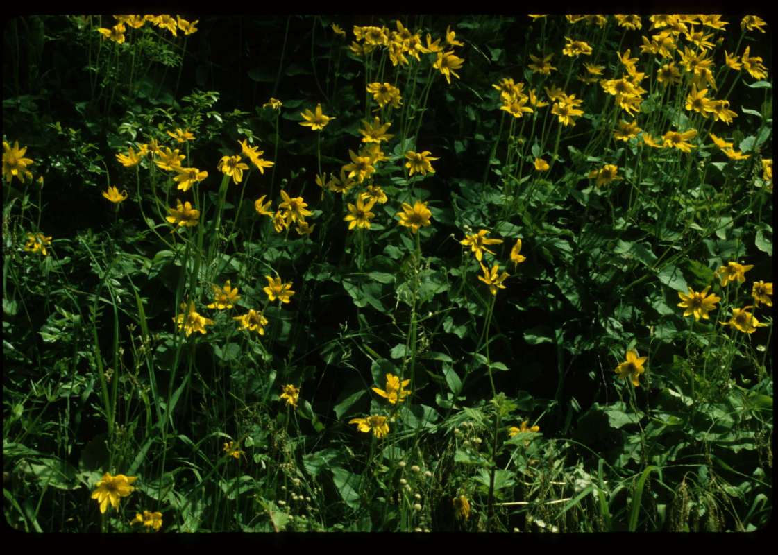 Habitat<br>(Location of Picture: Usk, Washington, USA)