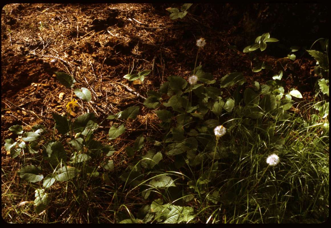 Habitat<br>(Location of Picture: Conconully, Washington, USA)