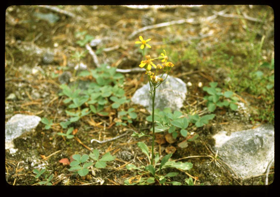 Habitat<br>(Location of Picture: Hurley Peak, Washington, USA)