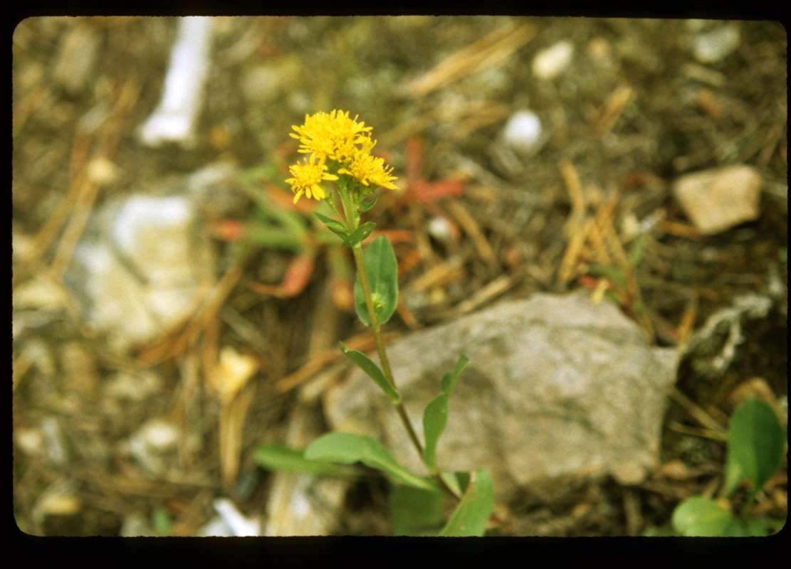 Top Of Plant<br>(Location of Picture: Hurley Peak, Washington, USA)
