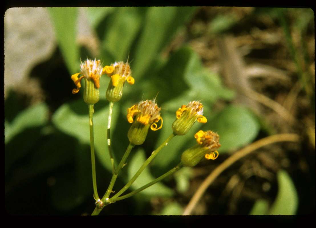 Top Of Plant<br>(Location of Picture: Hurley Peak, Washington, USA)