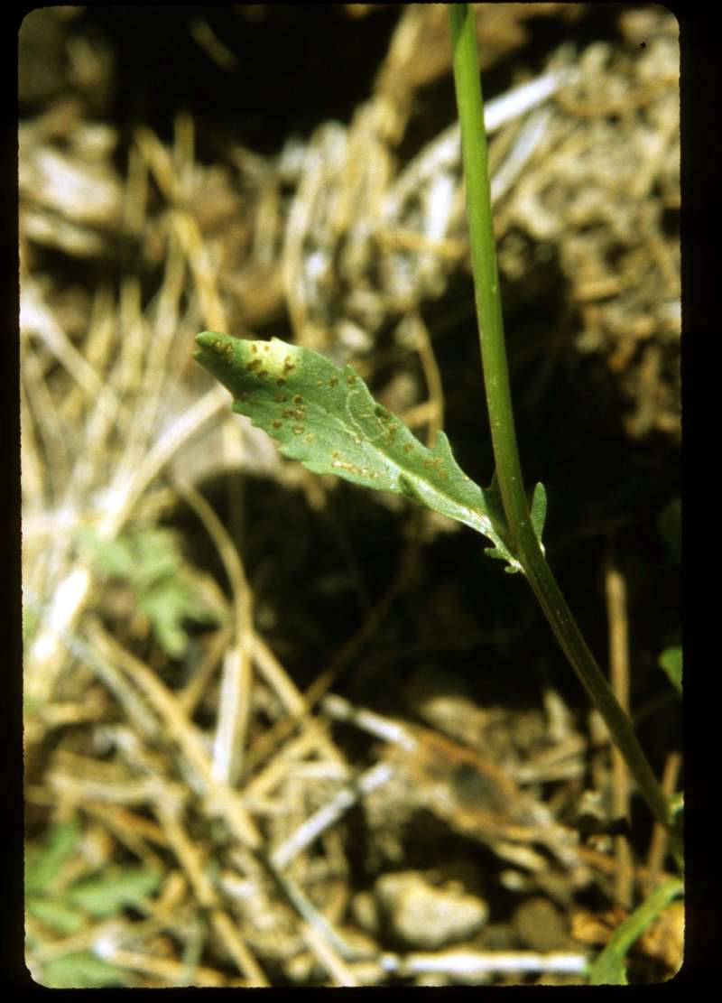 Leaf<br>(Location of Picture: Hurley Peak, Washington, USA)