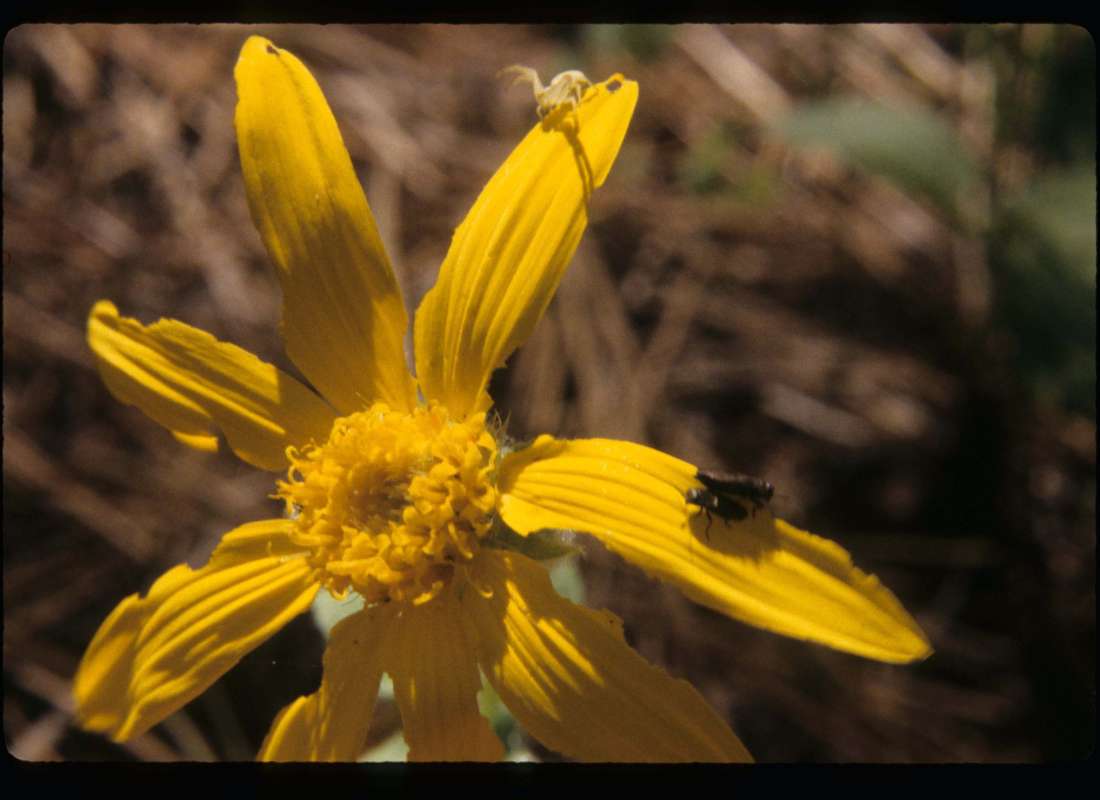 Flower<br>(Location of Picture: Conconully, Washington, USA)
