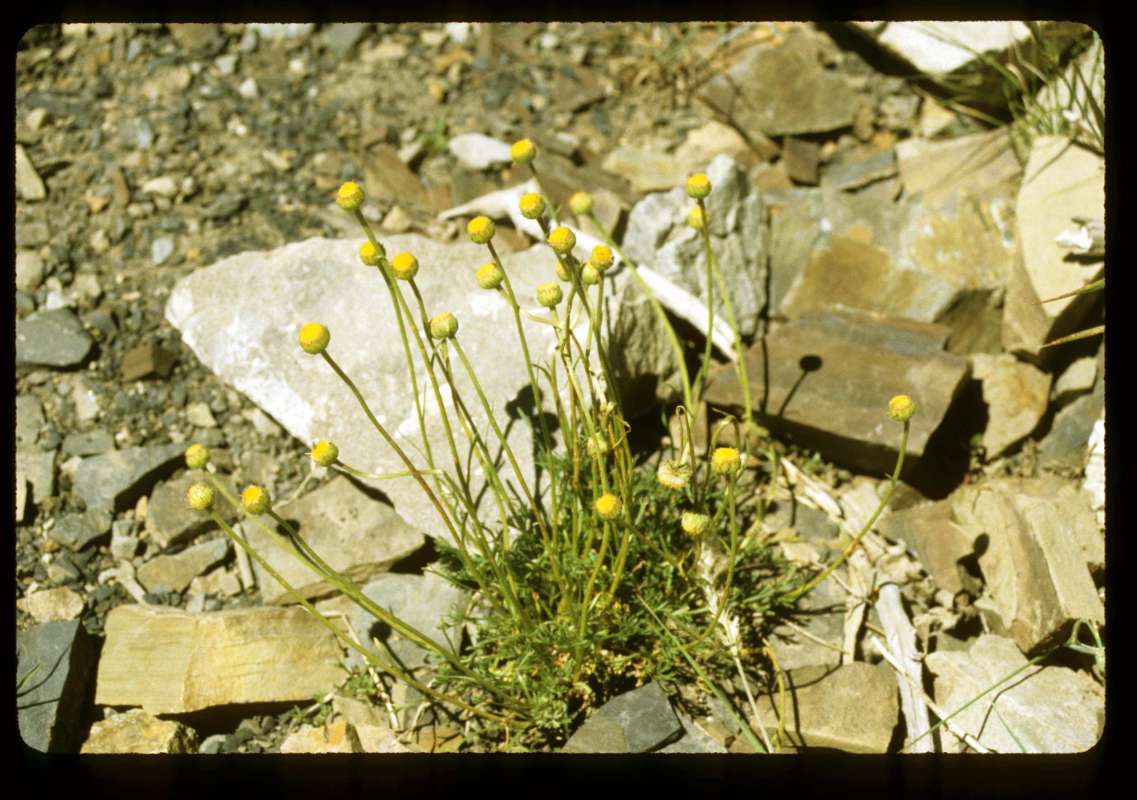 Habitat<br>(Location of Picture: Slate Peak, Washington, USA)