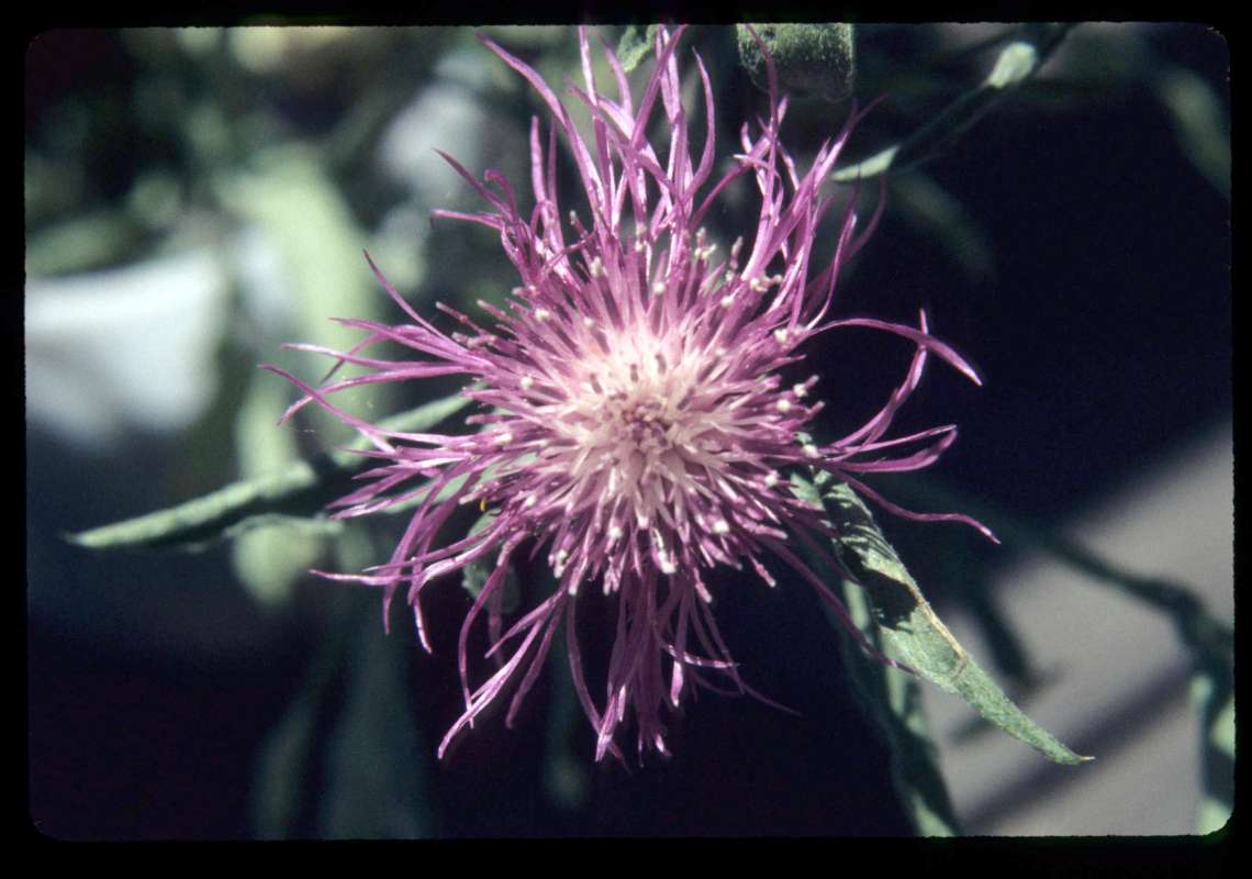 Flower Head<br>(Location of Picture: Blewitt Pass, Washington, USA)