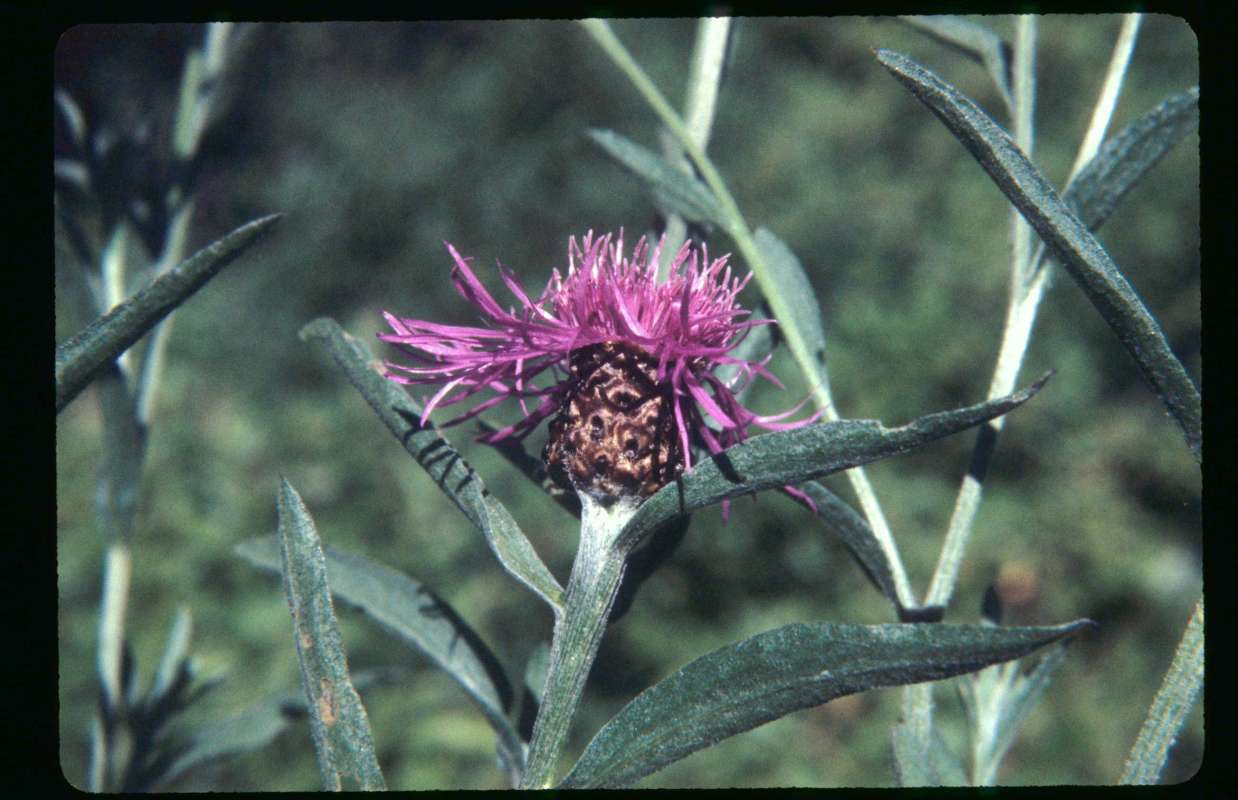Flower Head<br>(Location of Picture: Blewitt Pass, Washington, USA)
