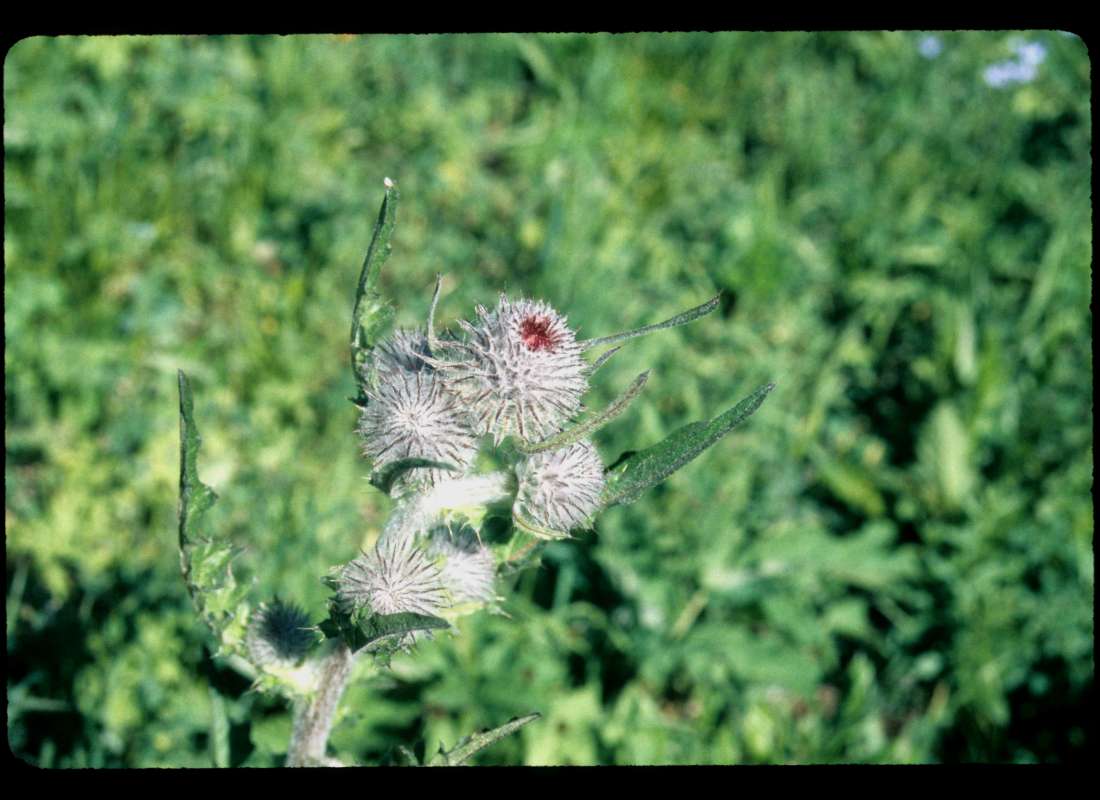 Pre Bloom<br>(Location of Picture: Harts Pass, Washington, USA)