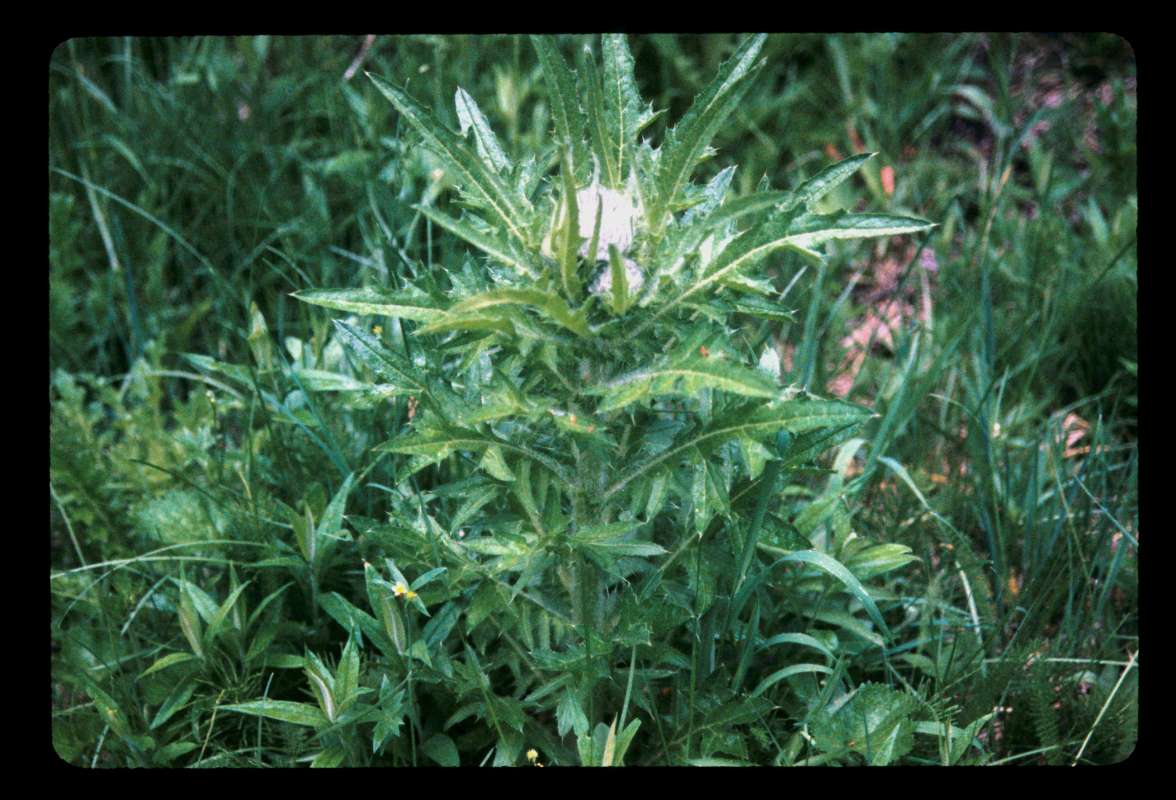 Top Of Plant<br>(Location of Picture: Blewitt Pass, Wa, USA)
