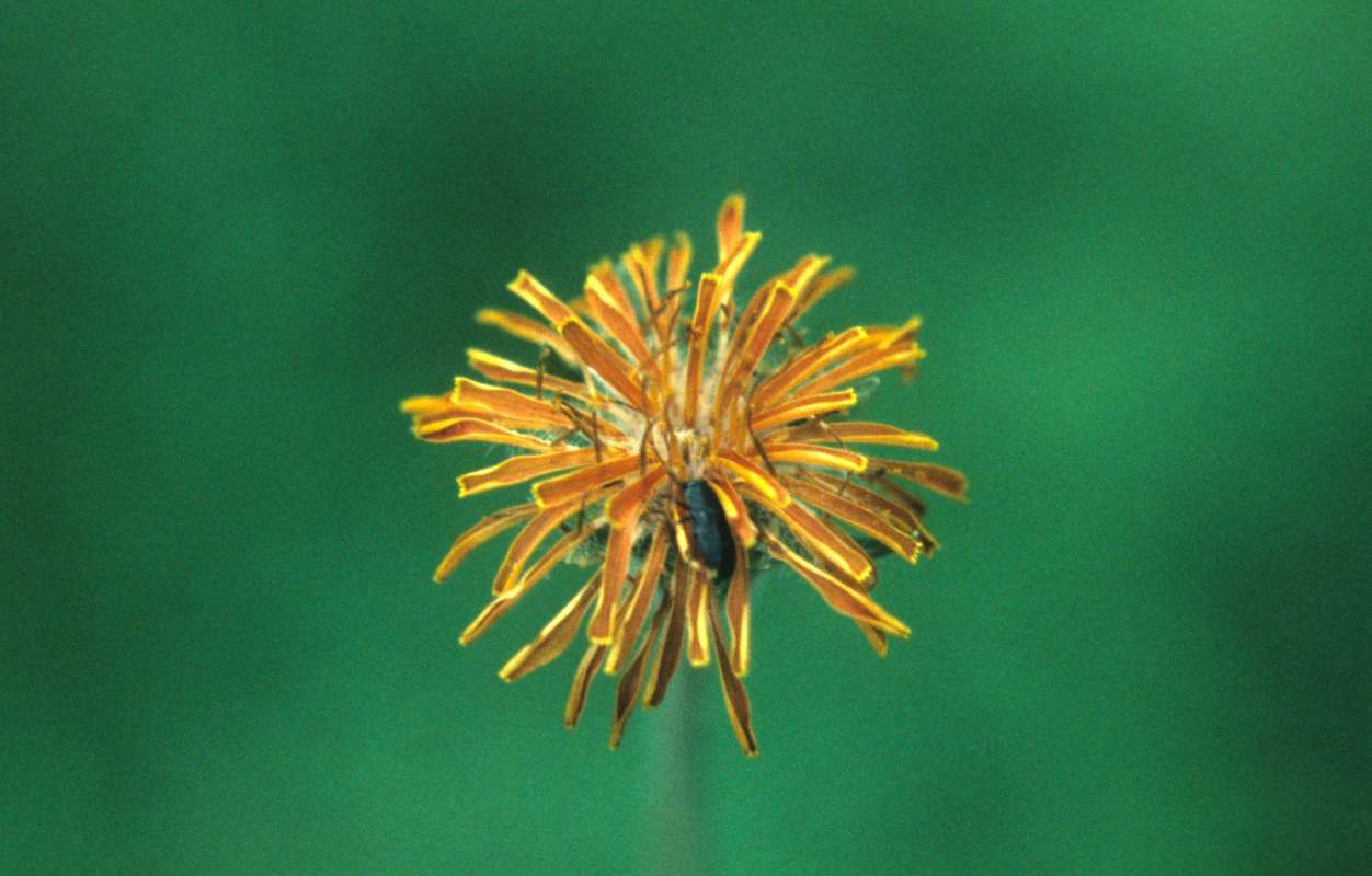 Flower - Front Vew<br>(Location of Picture: Blewitt Pass, Washington, USA)