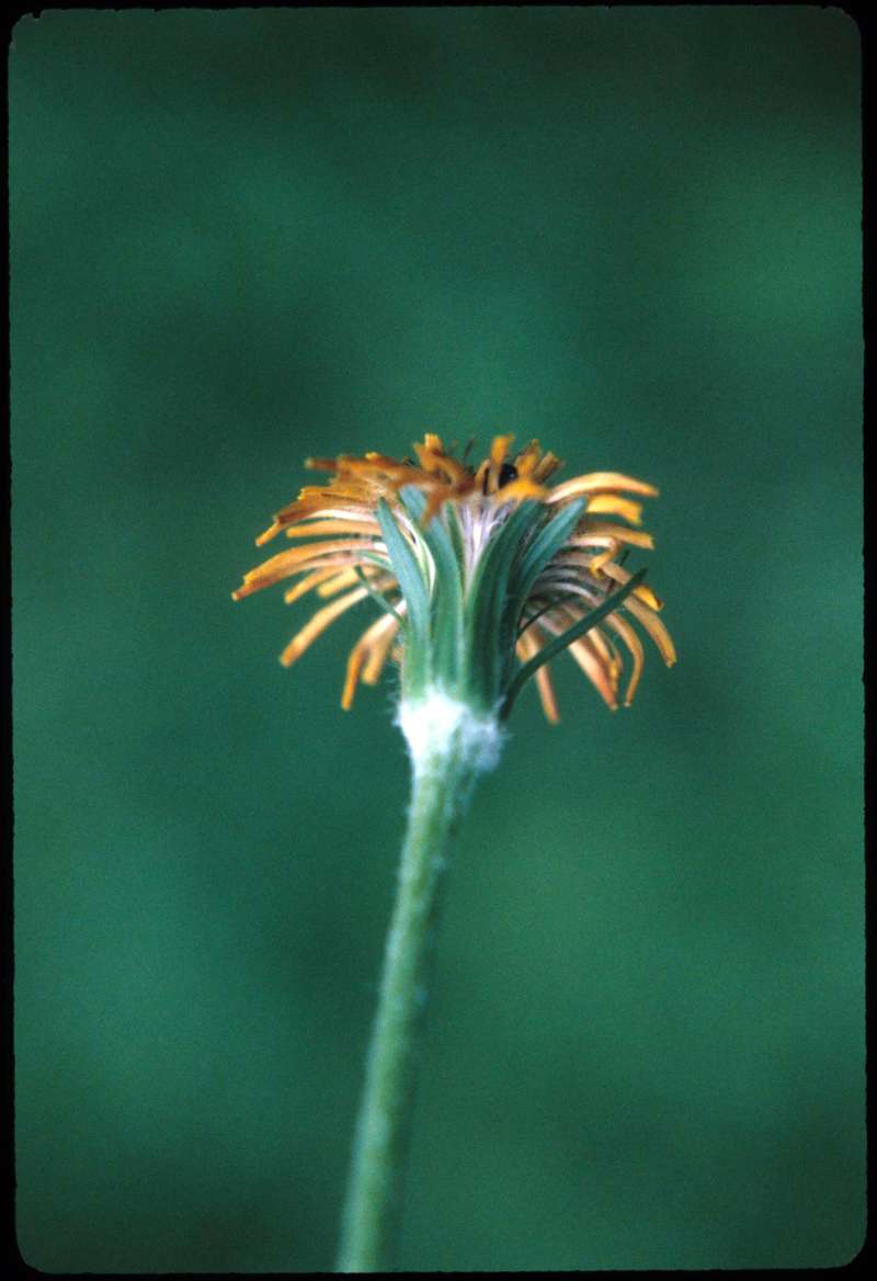 Flower - Back View<br>(Location of Picture: Blewitt Pass, Washington, USA)