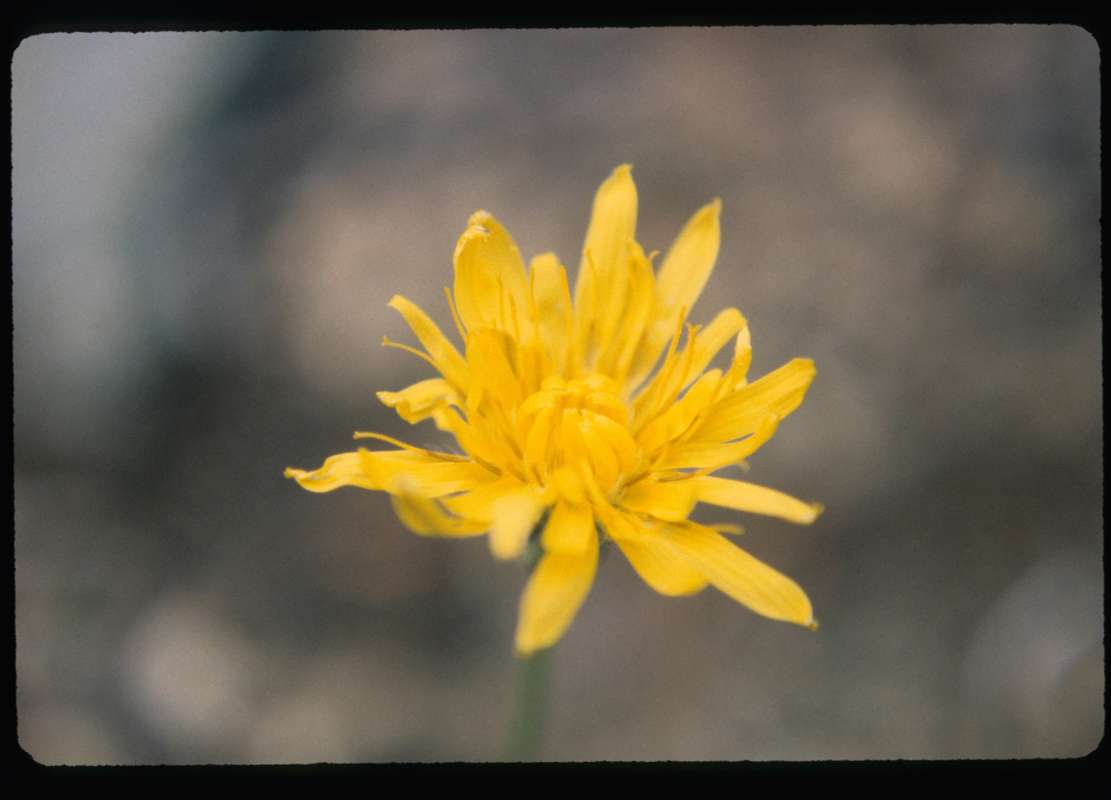 Flower<br>(Location of Picture: Hurley Peak, Washington)