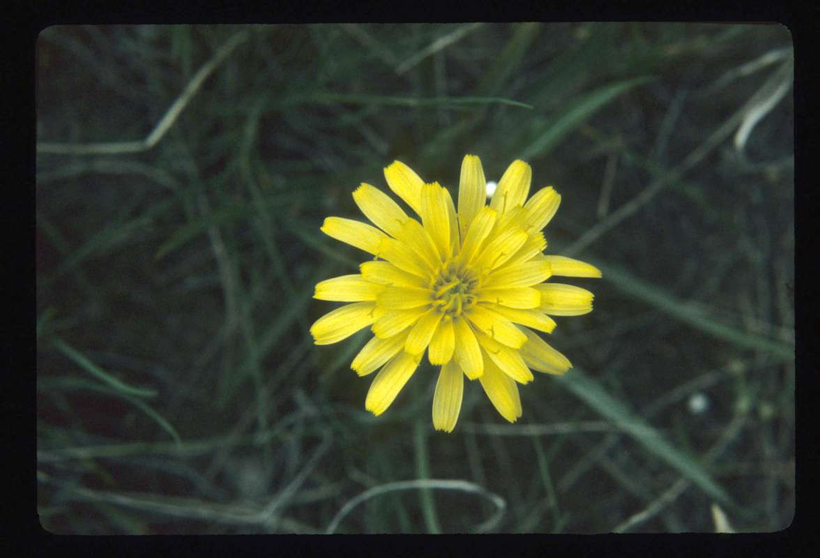 Flower - Front View<br>(Location of Picture: Little Goose Lake, Wa, USA)