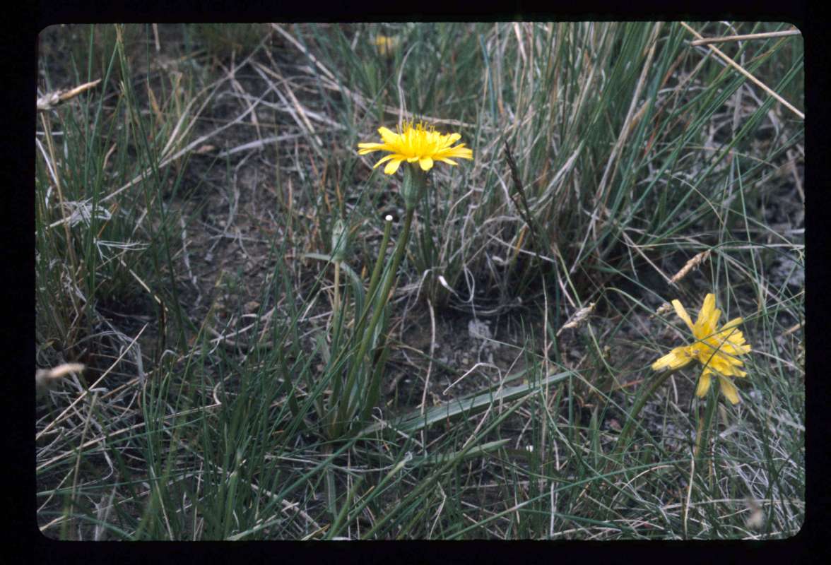 Habitat<br>(Location of Picture: Little Goose Lake, Wa, USA)