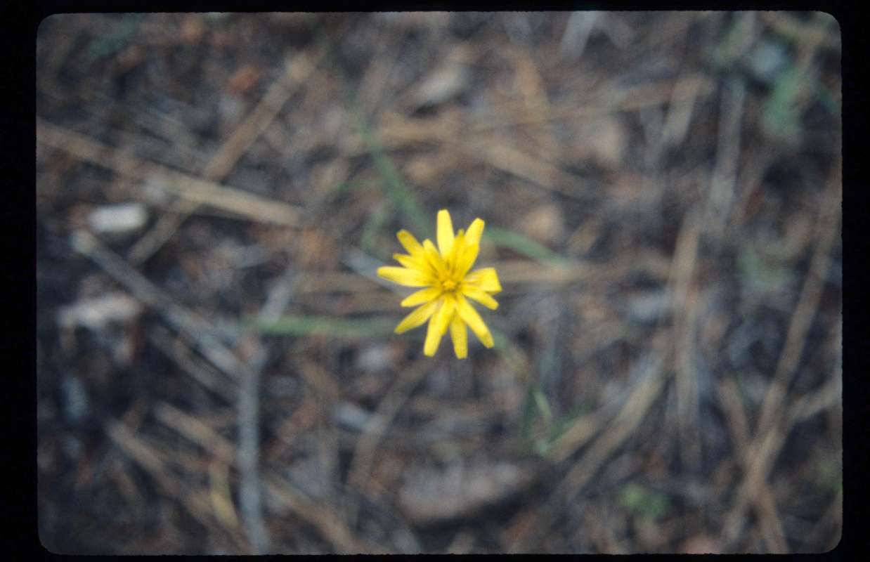 Flower<br>(Location of Picture: Conconully, Washington, USA)