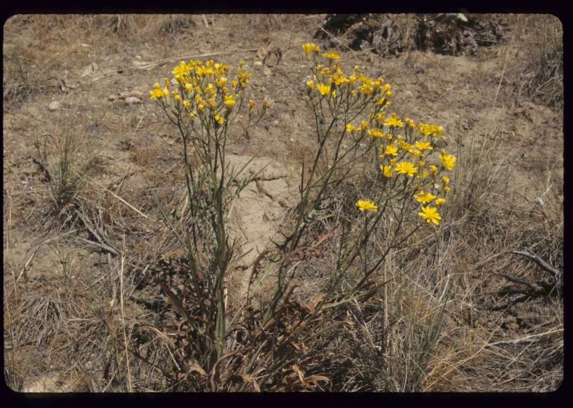 Habitat<br>(Location of Picture: Okanogan, Washington, USA)