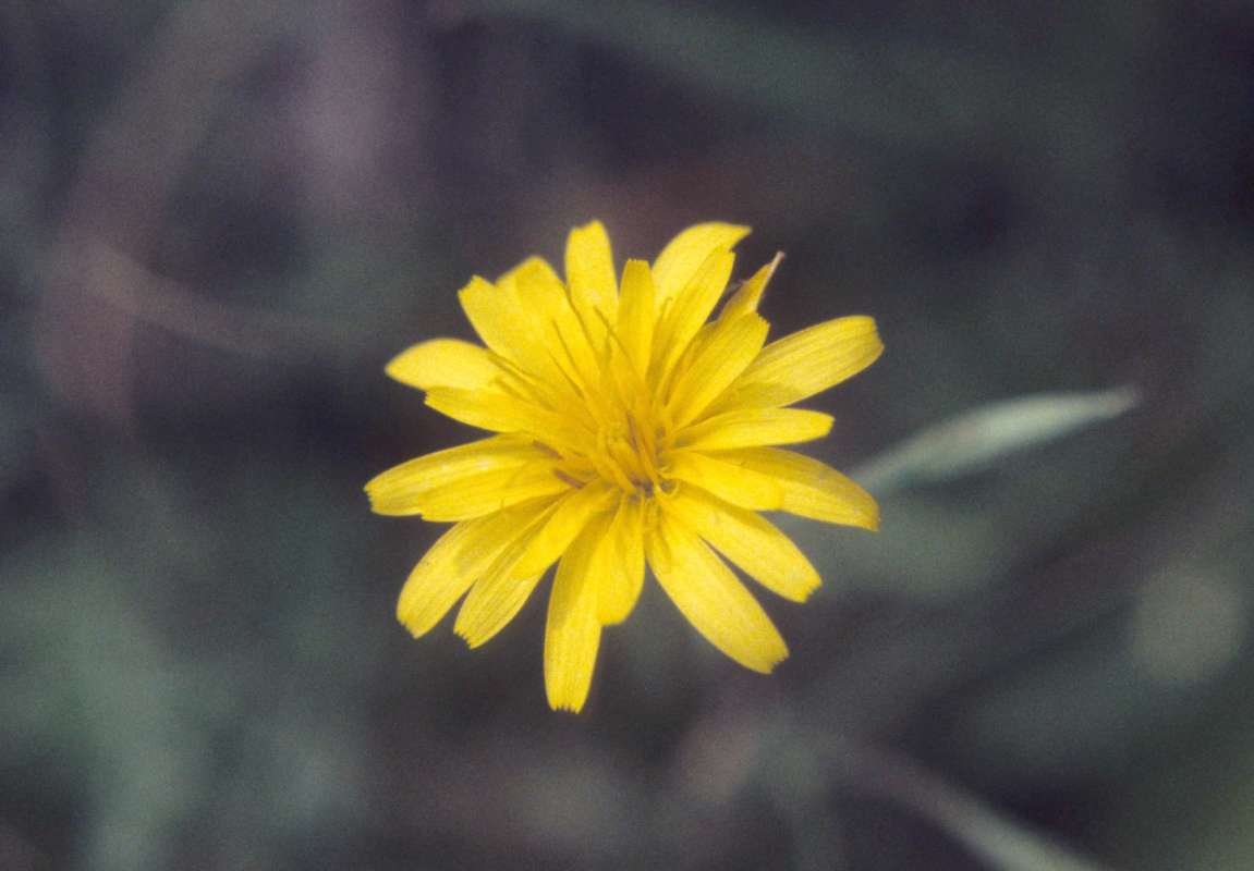 Flower - Front View<br>(Location of Picture: Conconully, Washington, USA)