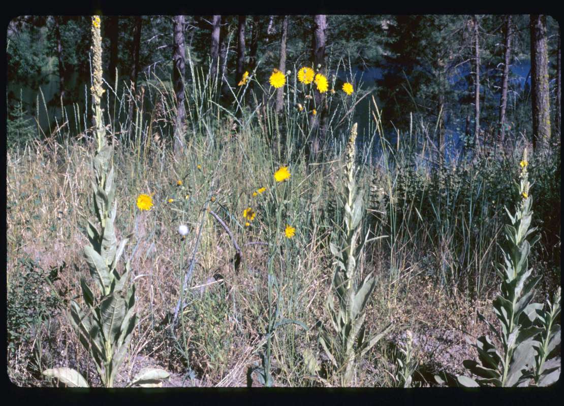 Habitat<br>(Location of Picture: Blue Lake, Washington, USA)