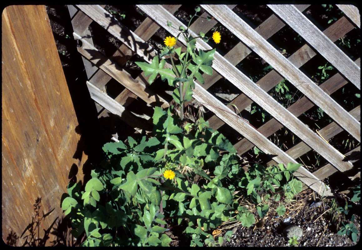 Garden View<br>(Location of Picture: Okanogan, Wa, USA, June 19, 1999)