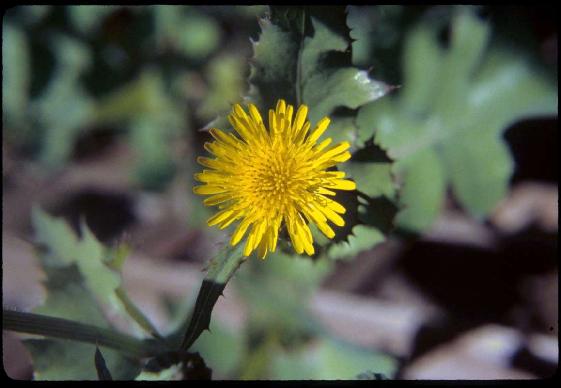 Flower - Front View<br>(Location of Picture: Okanogan, Wa, USA, June 19, 1999)