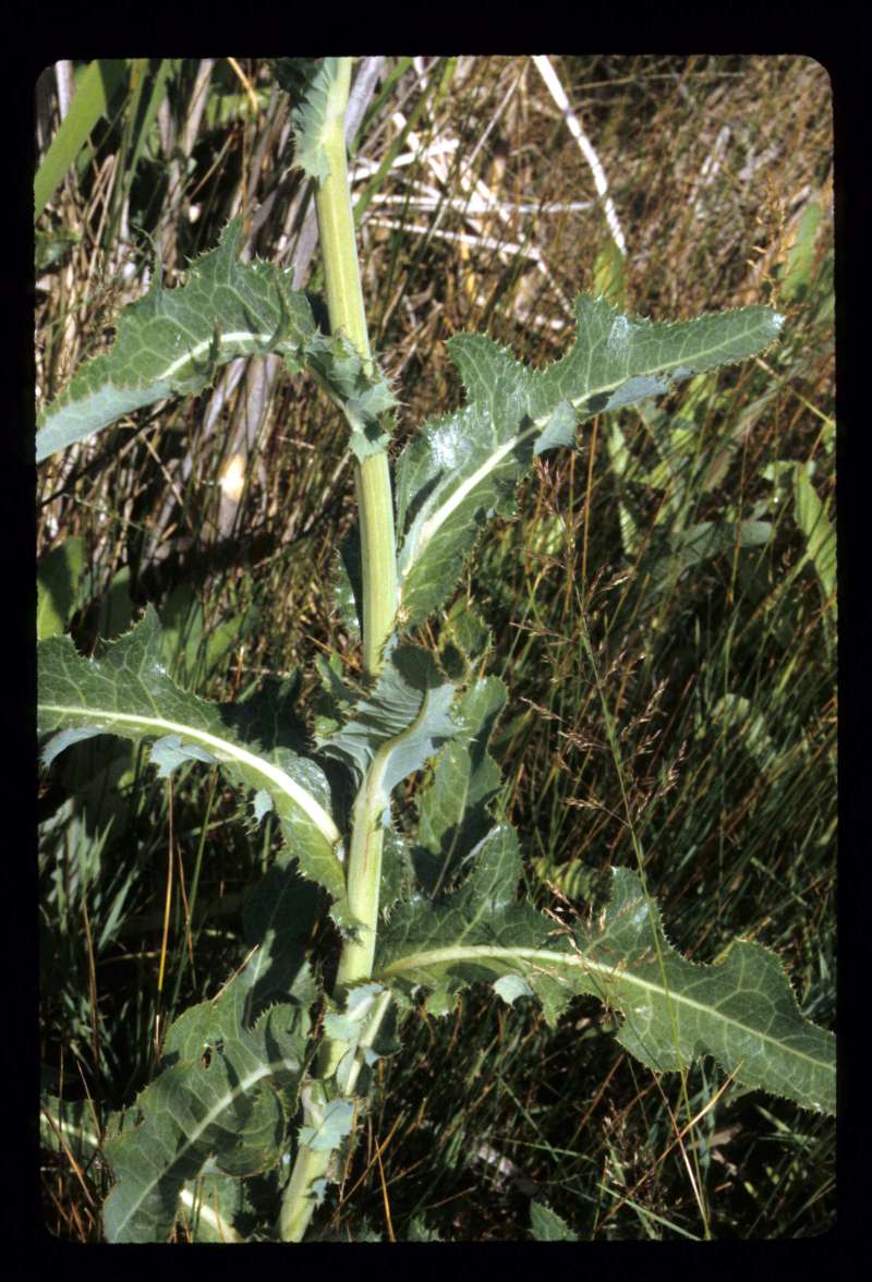 Smooth Stem<br>(Location of Picture: Leahy Junction, Washington, USA)