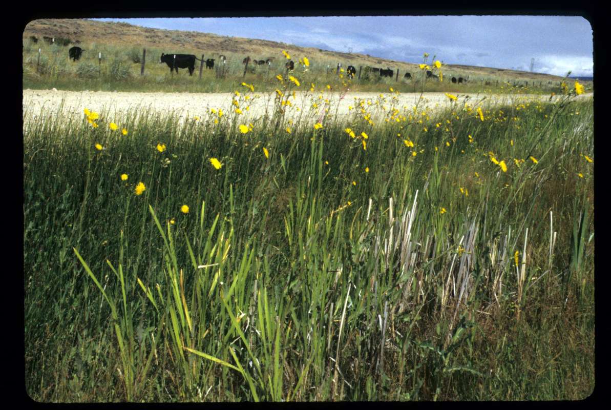Habitat<br>(Location of Picture: Leahy Junction, Washington, USA)