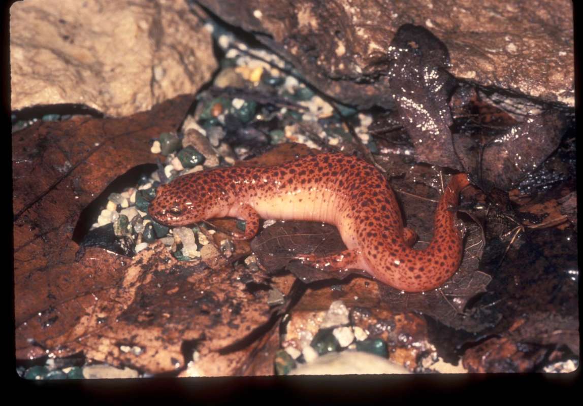 Adult<br>(Location of Picture: Alabama, USA)<br>(Location of Picture: Virginia, USA)