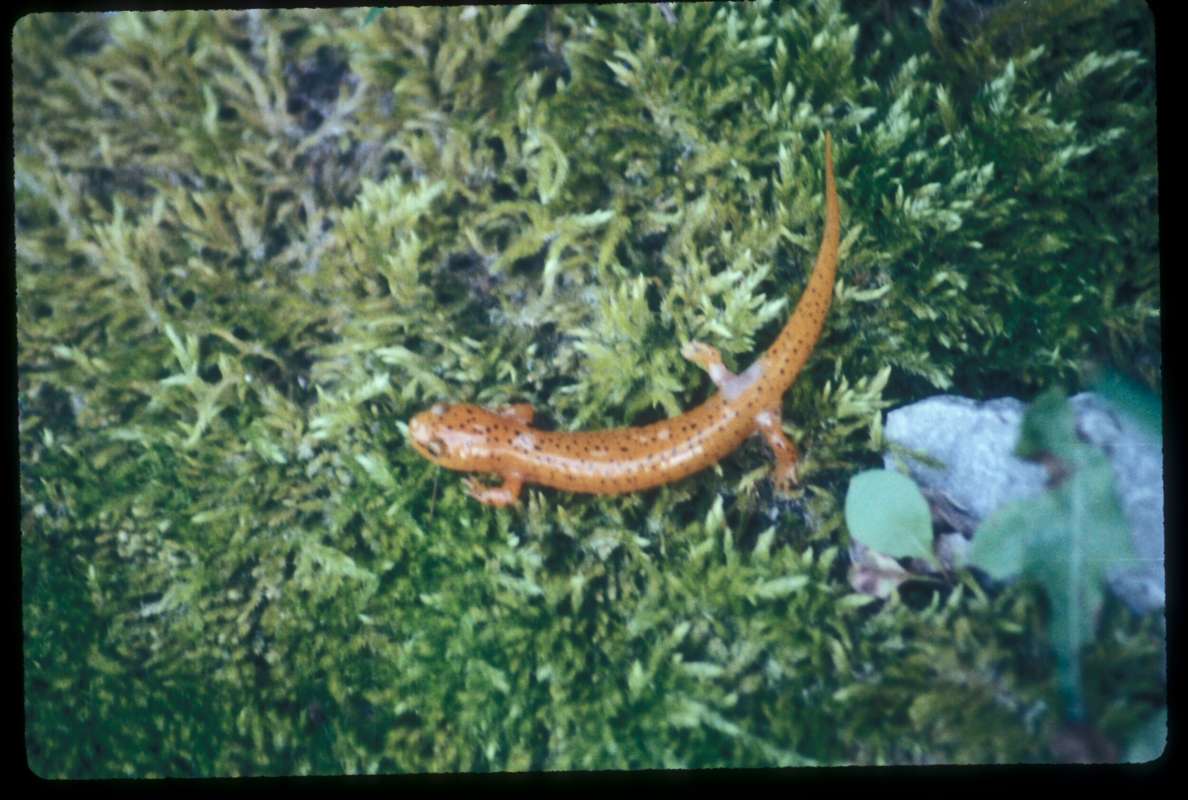 Young<br>(Location of Picture: Alabama, USA)