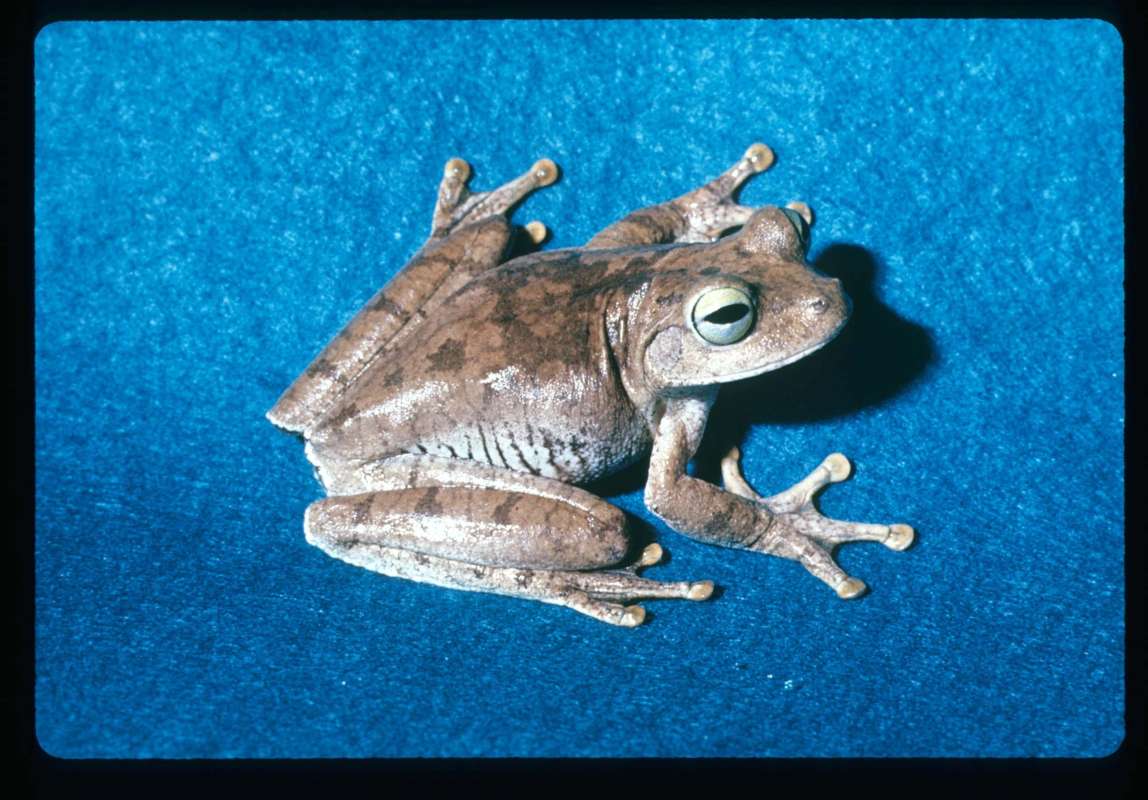 Dorsal View<br>(Location of Picture: None Given)