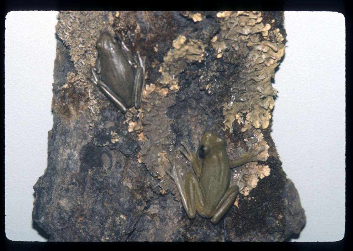 <br>(Location of Picture: Florida Everglades, USA)<br>(Location of Picture: Columbus Zoo)<br>(Location of Picture: Museum)